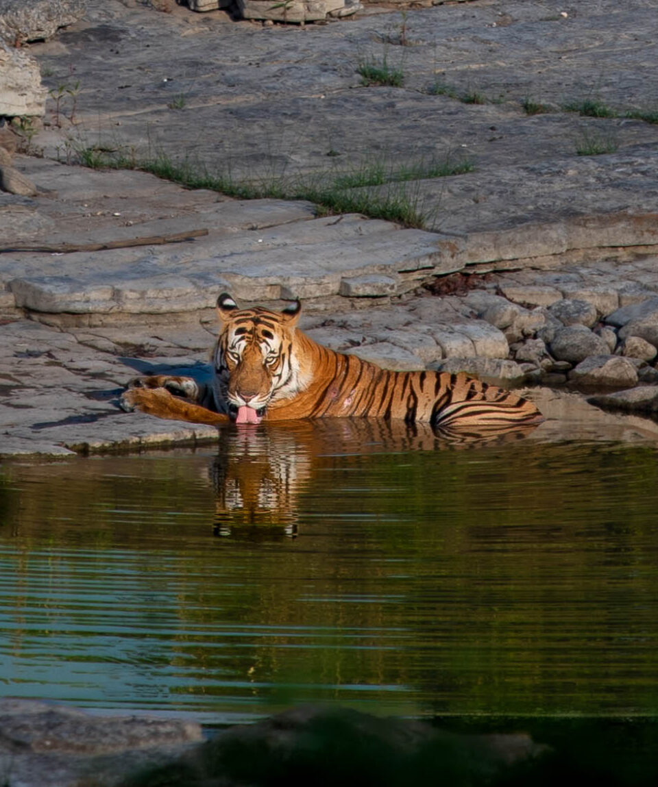 ranthambore