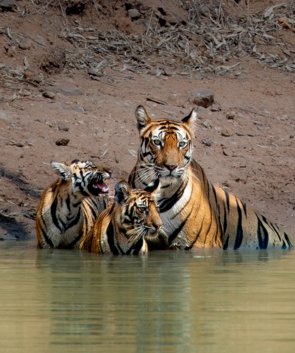 tadoba2