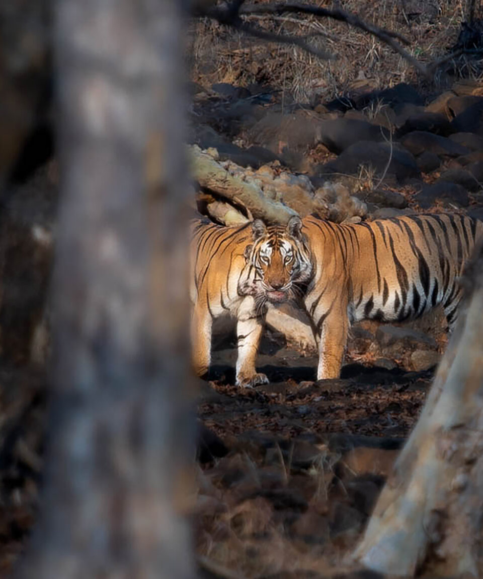 kanha