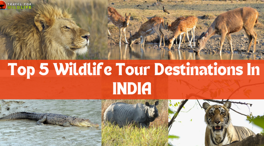 wildlife destination